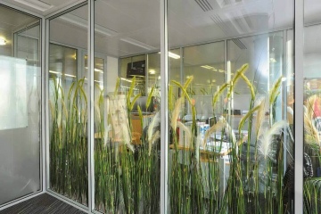 Перегородки из закаленного стекла с растениями